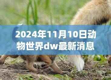 揭秘动物世界DW的最新动态,深度洞察动物世界的未来(2024年)