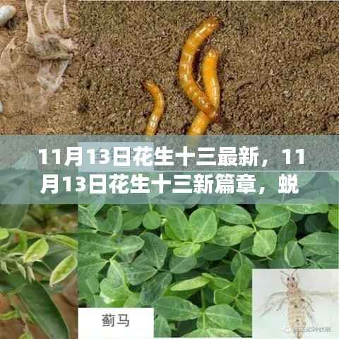 11月13日花生十三蜕变之路,自信成就梦想之旅新篇章