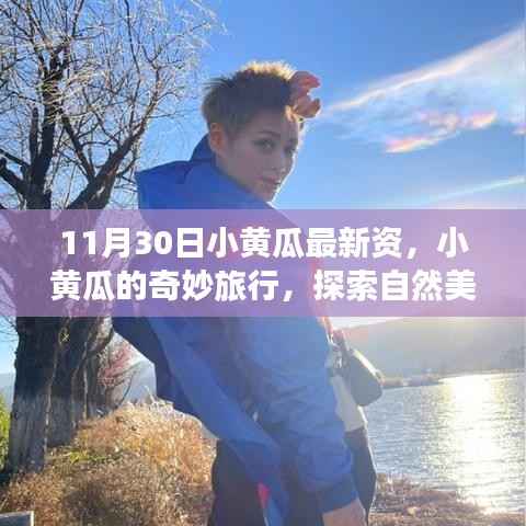 11月30日小黄瓜最新资,小黄瓜的奇妙旅行,探索自然美景,寻找内心的宁静