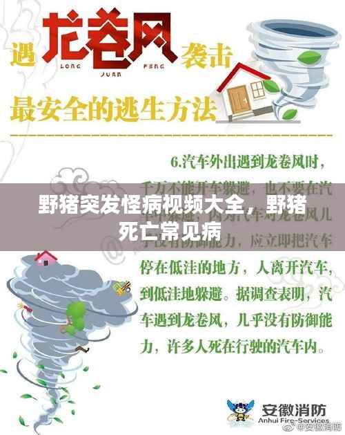 野猪突发怪病视频大全,野猪死亡常见病