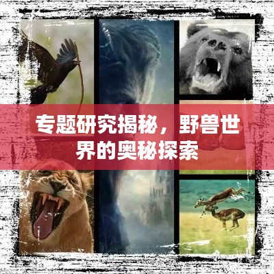 专题研究揭秘,野兽世界的奥秘探索