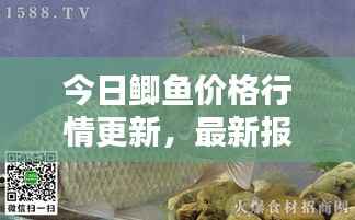 今日鲫鱼价格行情更新，最新报价一网打尽！